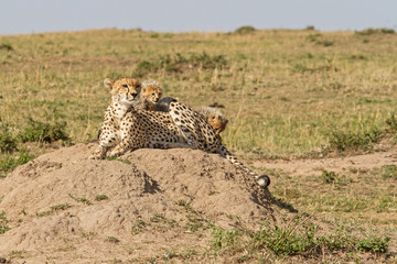 Cheetah mother with cubs in the Masai Mara Game Reserve in Kenya