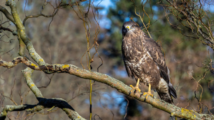 Mäusebussard