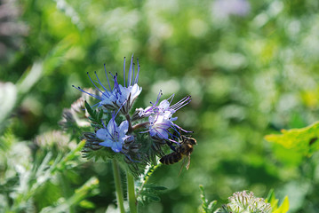 цветок. фацелия с пчелой.  бутон. 