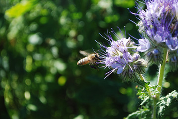 цветок. фацелия с пчелой.  бутон.  © kivladimir