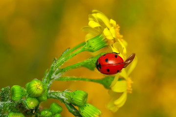 Beautiful ladybug on leaf defocused background