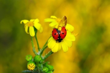 Naklejka premium Beautiful ladybug on leaf defocused background