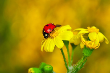 Beautiful ladybug on leaf defocused background