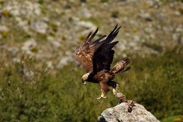 The golden eagle (Aquila chrysaetos) sitting on the rock. Male golden eagle in the Spanish mountains with prey and raised wings. Big eagle with mountain in the background.
