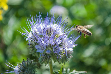 цветок. фацелия с пчелой.  бутон.  © kivladimir