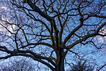 Big tree on sky background
