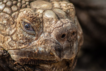 closeup of a turtle