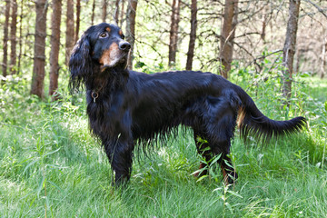 Dog breed  Setter Gordonin standing on emerald green meadow in the forest