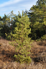 Pine trees grow in nature