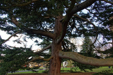 Deodar cedar