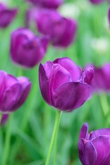 Macro details of Pink & colorful Tulip flowers in horizontal frame