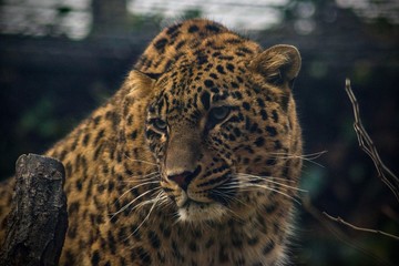 portrait of leopard