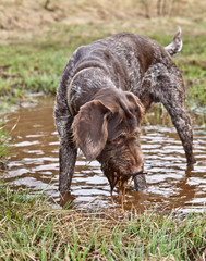 Dog breed Drathaar German Wirehaired pointer looks into a puddle like a mirror