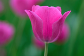 Obraz premium Macro details of Pink & colorful Tulip flowers in horizontal frame