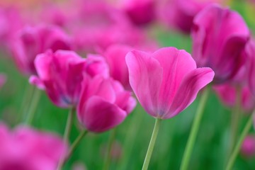 Obraz premium Macro details of Pink & colorful Tulip flowers in horizontal frame