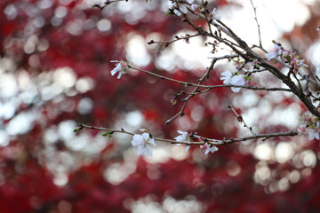 紅葉＠皇居