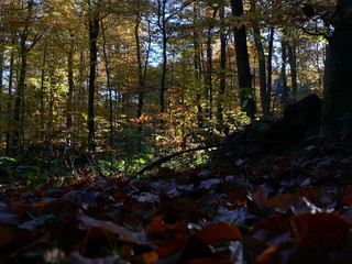 Lichtdurchfluteter Wald im Herbst