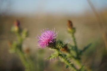 Wild pink polen flower in autumn blurred field at sunny sunset.