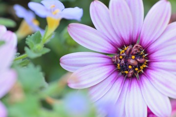 Obraz premium Macro details of Purple Daisy flower with blurred background in horizontal frame