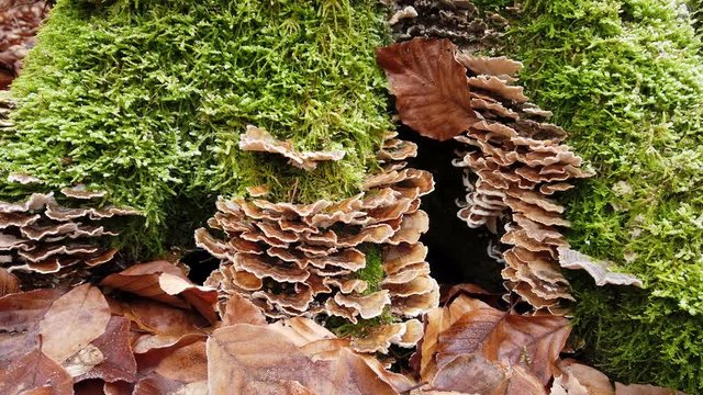 Bemooster Baumstumpf im Wald mit Kameraschiene