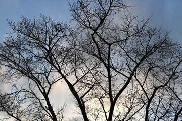 シルエット＠皇居