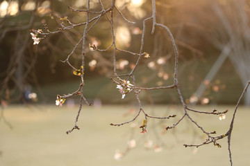 逆光の中に冬桜＠皇居