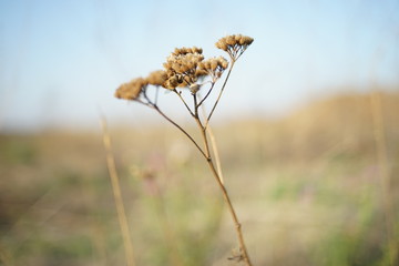 Dry grass grow in autumn blurred field at sunny day.