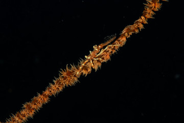Garnele auf Koralle im Meer bei Anilao, Philippinen