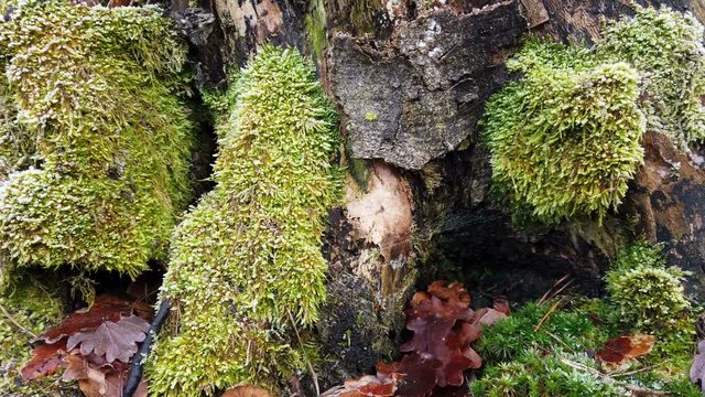 Bemooster Baumstumpf im Wald mit Kameraschiene
