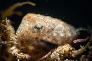 Sepia im Meer bei Anilao, Philippinen