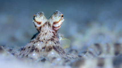 Mimic octopus im Meer bei Anilao, Philippinen