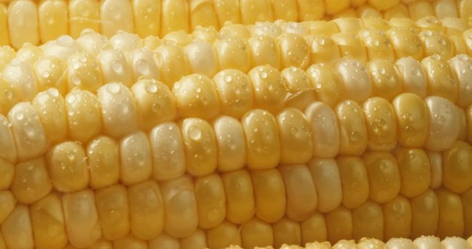 Farm fresh sweet yellow corn with water droplets. Shot in 4K RAW on a cinema camera.
