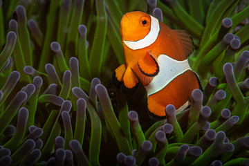 Clownfisch Nemo in Anemone bei Anilao, Philippinen