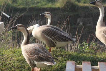 Picture of Ducks in Bangladesh