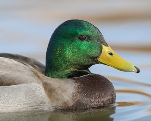 Colorful male mallard duck closeup profile portrait on pond