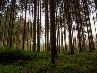 Bavarian Forest view with green covered moss ground