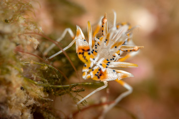 Tiger Shrimp im Meer bei Anilao, Philippinen
