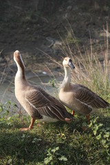 Picture of Ducks in Bangladesh