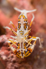 Tiger Shrimp im Meer bei Anilao, Philippinen