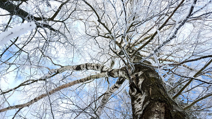 Snowy birch tree from the ground