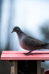 Eurasian collared dove on a bird feeder