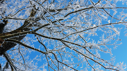 White frosted oak branches in winter