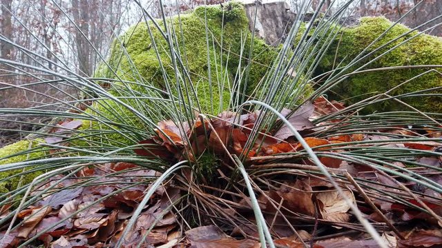 Bemooster Baumstumpf im Wald mit Kameraschiene