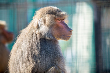 Baboon monkeys in a zoo on sunny day.