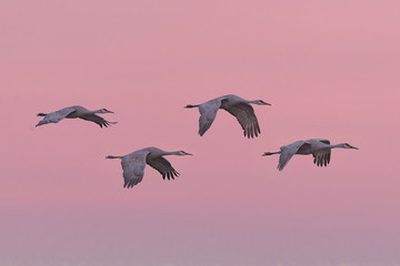 Four sandill cranes in flight against pink sky at sunset