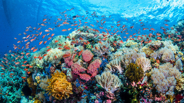 Korallenriff im Pazifik bei Anilao, Philippinen