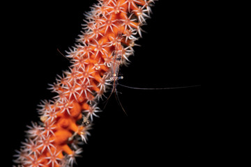 Garnele auf Koralle im Meer bei Anilao, Philippinen