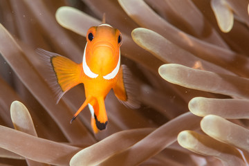 Clownfisch Nemo in Anemone bei Anilao, Philippinen