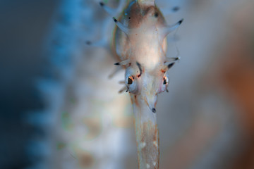 Seepferdchen im Meer bei Anilao, Philippinen