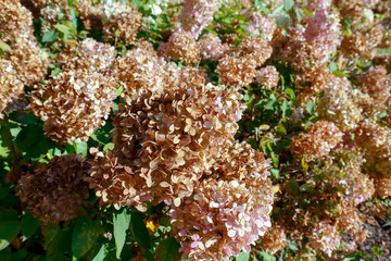 The hydrangea flowers dried out in the fall